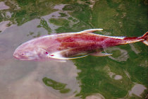 website513030.jpg
