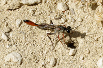 website780041.jpg