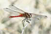 website782031.jpg