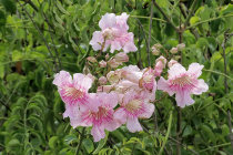 website783039.jpg